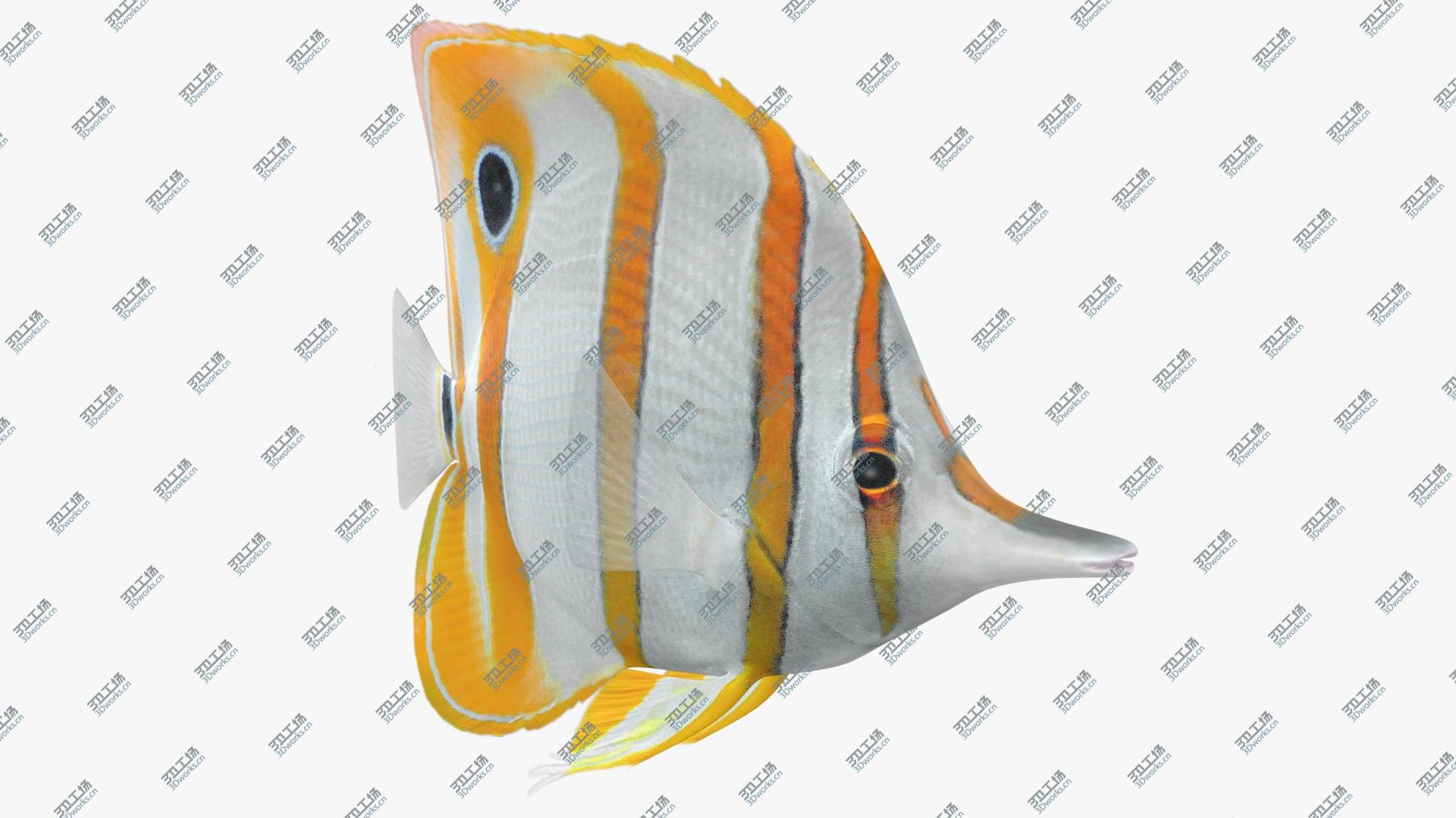 images/goods_img/202105074/3D Copperband Butterflyfish Animated/1.jpg